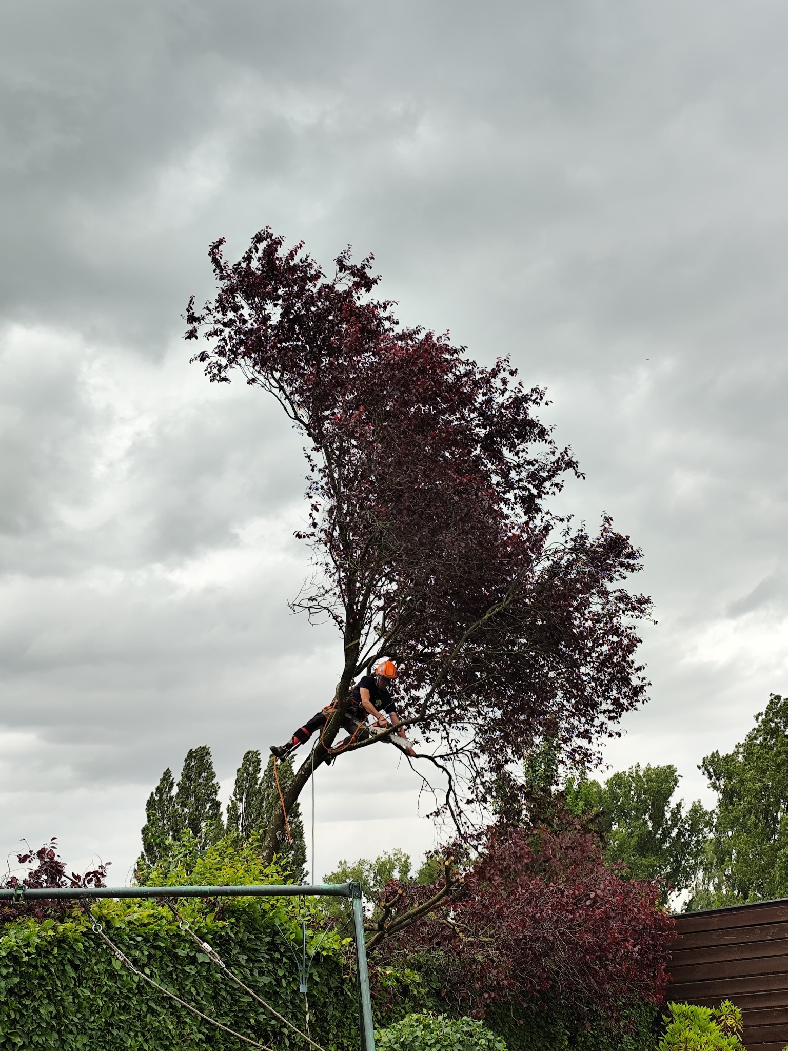Chantier d'élagage réalisé par Les Jardins de Chris